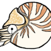 オウムガイ Nautilus pompilius